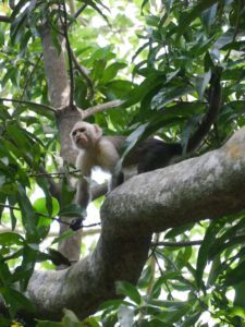 Singe capucin à face blanche dans le Parc National Naturel de Tayrona en Colombie
