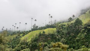 Palmiers de cire perdus dans la brume dans la vallée de Cocora près de Salento
