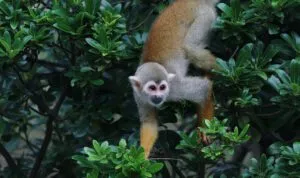 Singe-écureuil (Saïmiri commun), Forêt amazonienne, Colombie (Parc National Amacayacu)