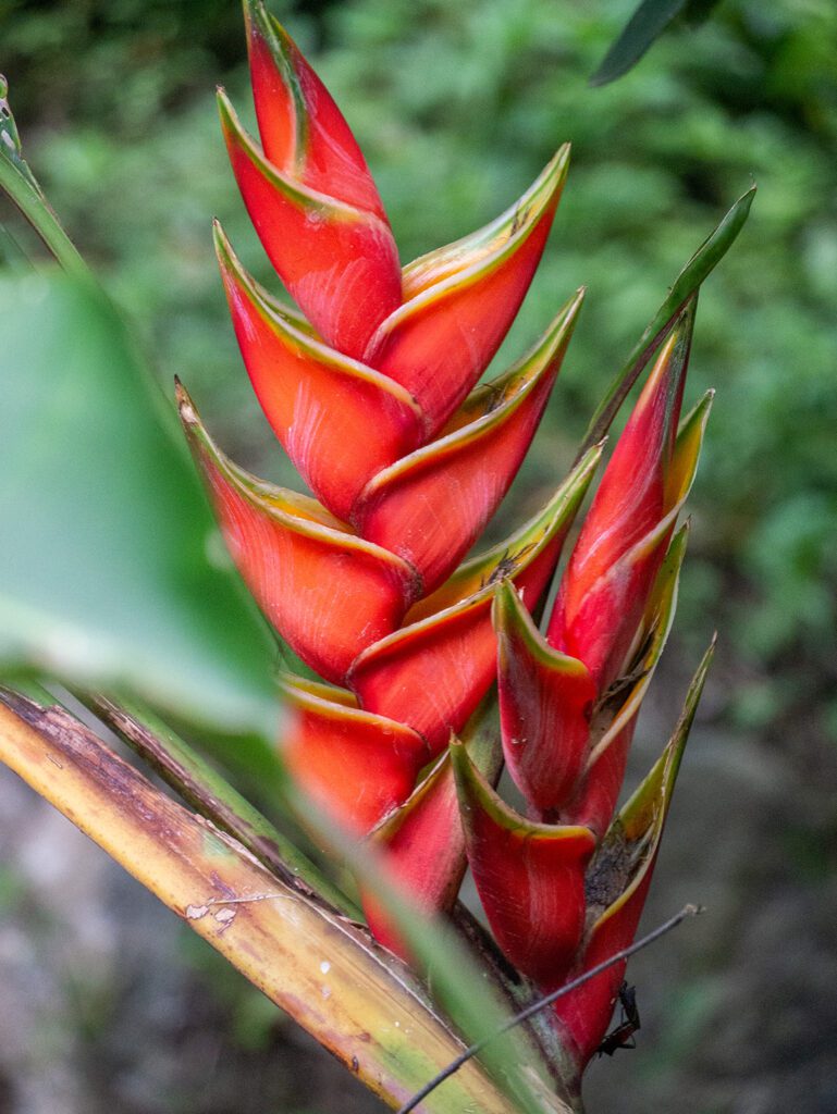  2026 Colombie Pays M gadivers crin De Biodiversit Nature 