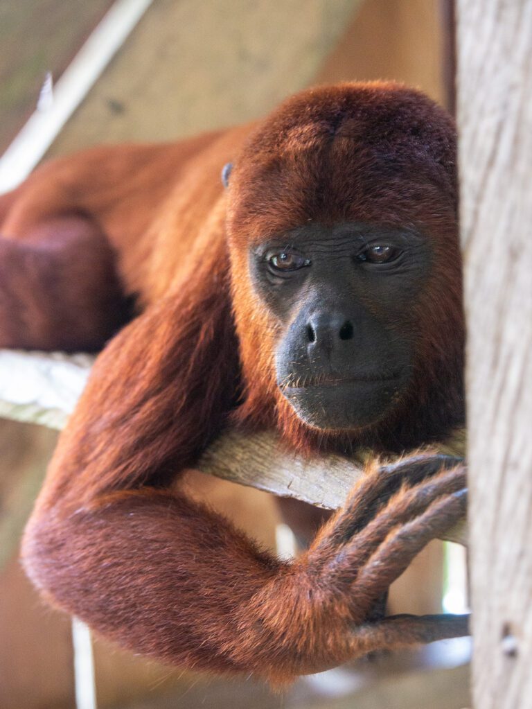 [2026] Visit the Colombian Amazon: in the heart of the forest in the ...