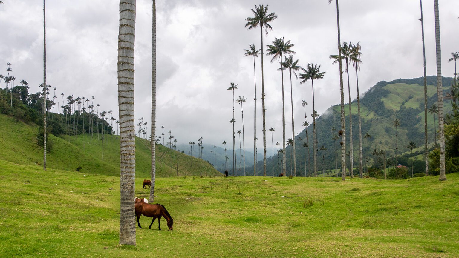  2026 Visit The Cocora Valley The Famous Hike Among The Wax Palms 