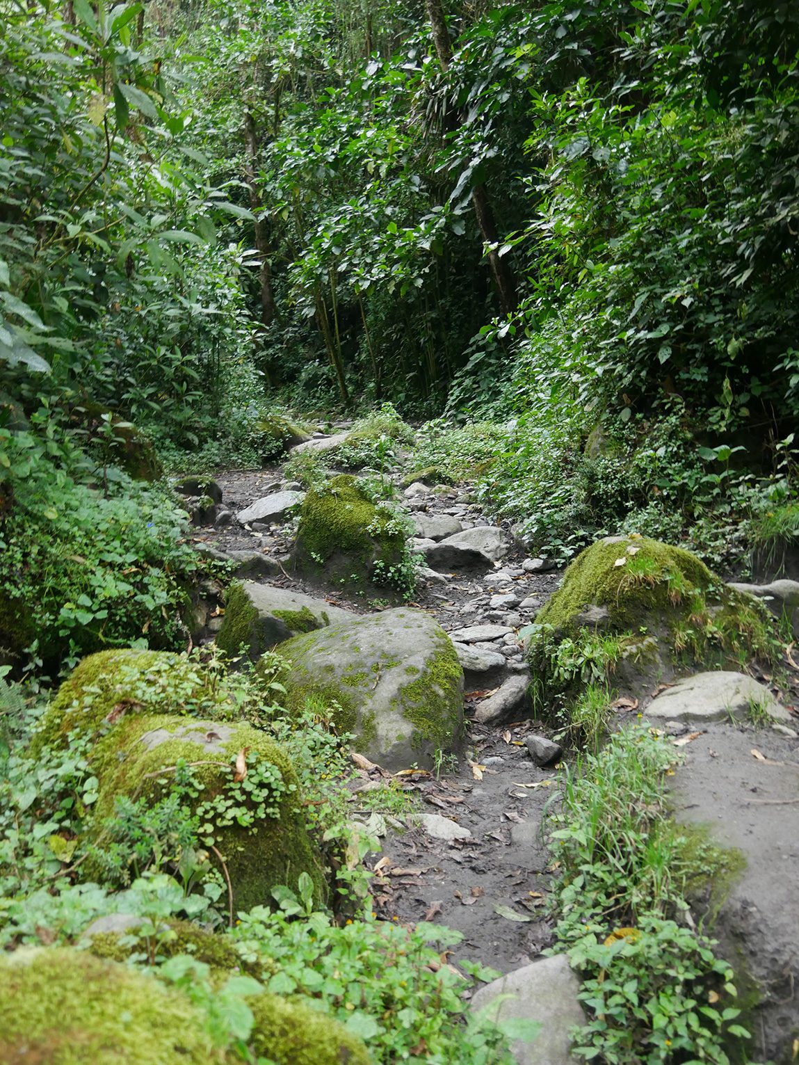 Chemin dans la forêt vers Acaime, vallée de Cocora, Colombie