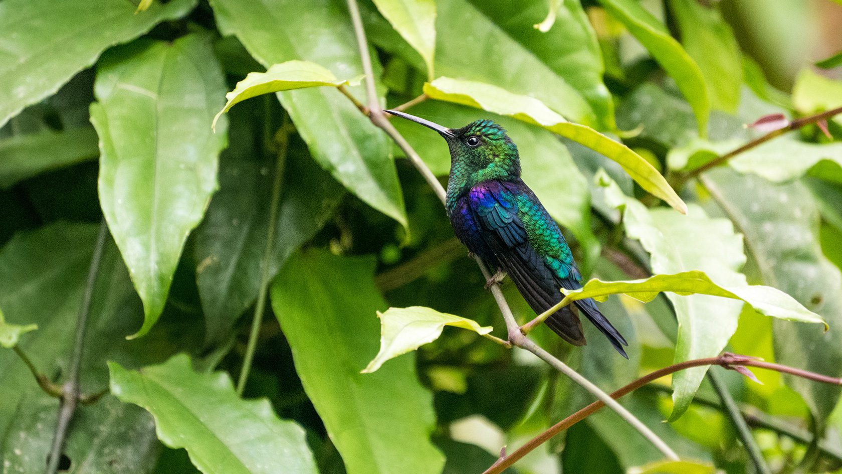 Colibri, Acaime, vallée de Cocora, Colombie