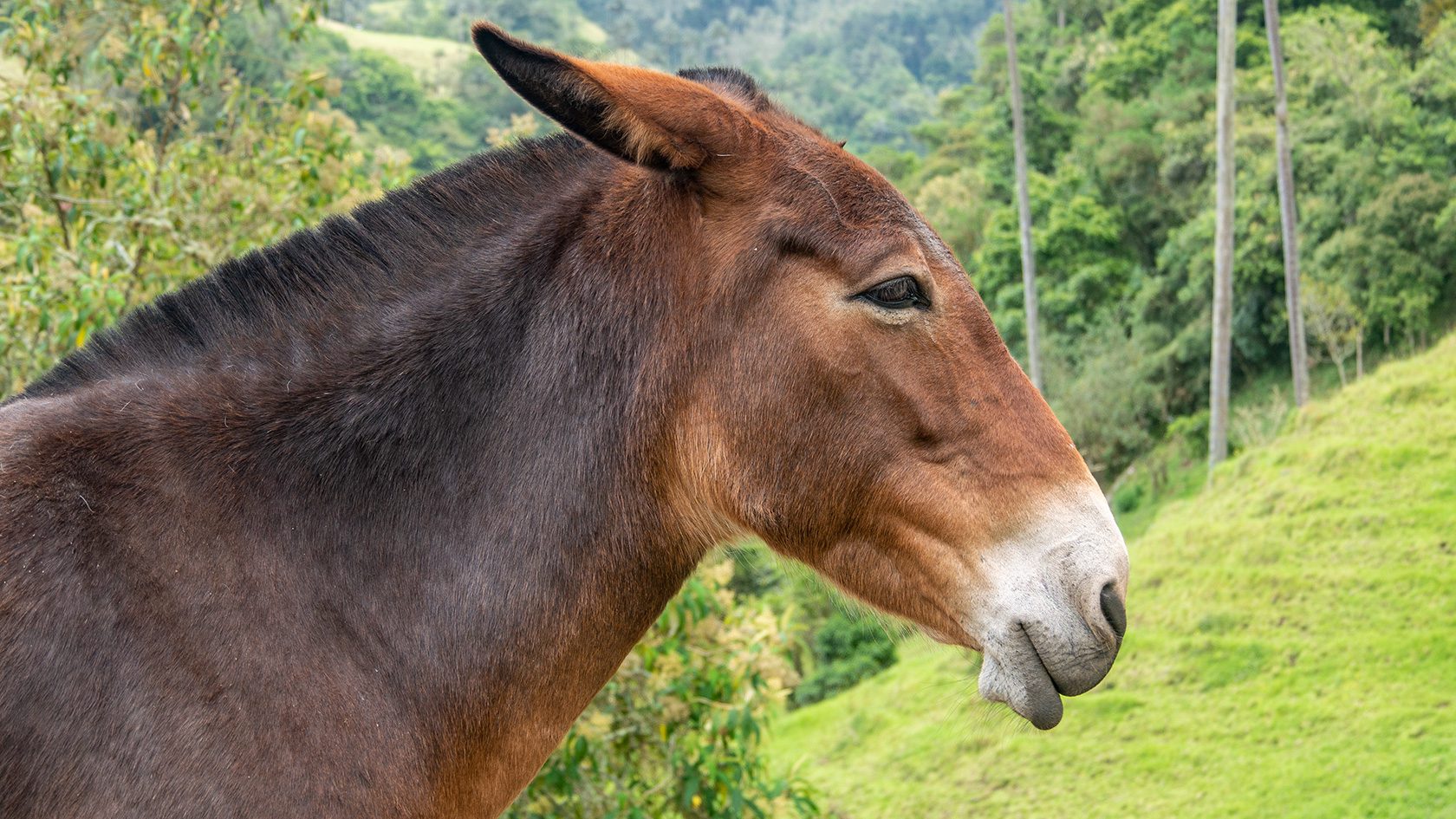 Mule dans la vallée de Cocora, Colombie