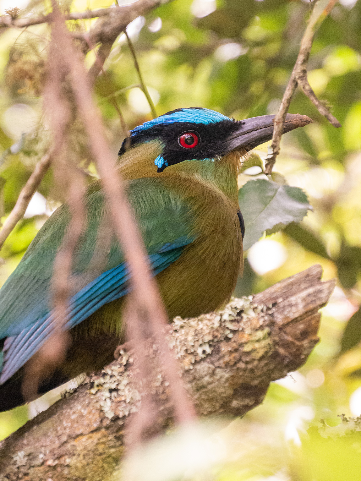 Oiseau motmot dans la vallée de Cocora, Colombie