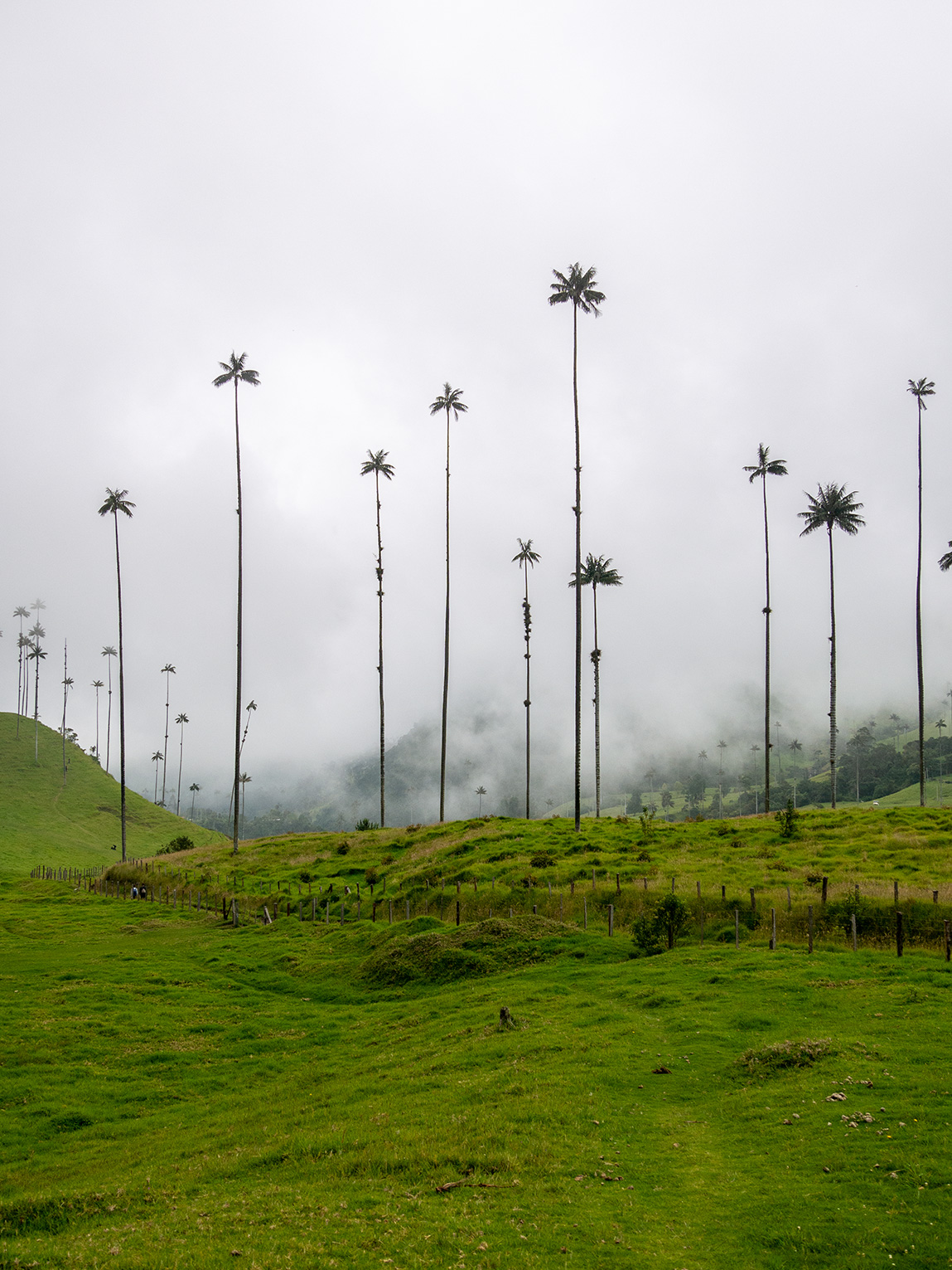 Palmiers de cire dans la vallée de Cocora, Coloimbie