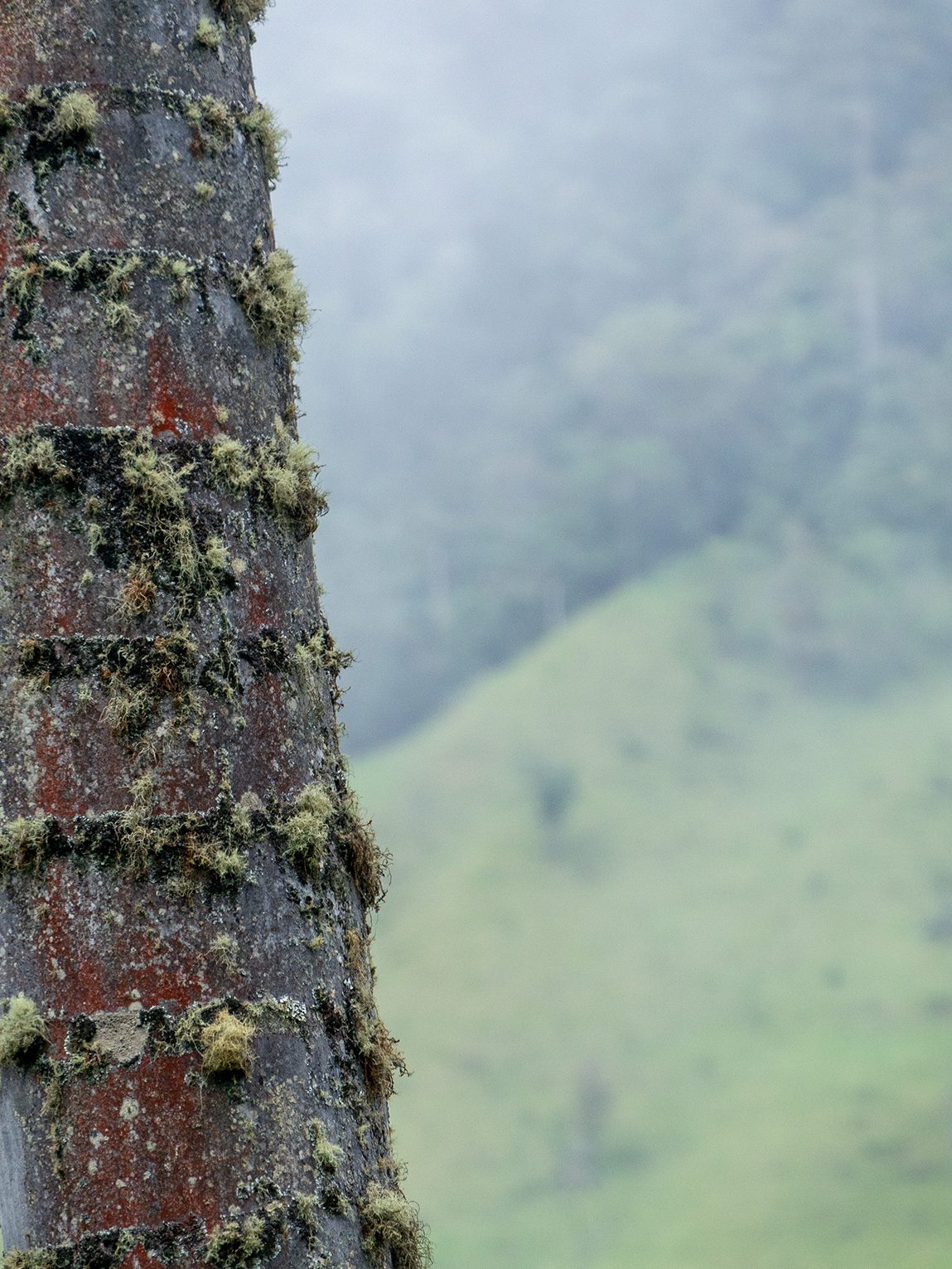 Tronc de palmier à cire du Quindío, vallée de Cocora, Colombie