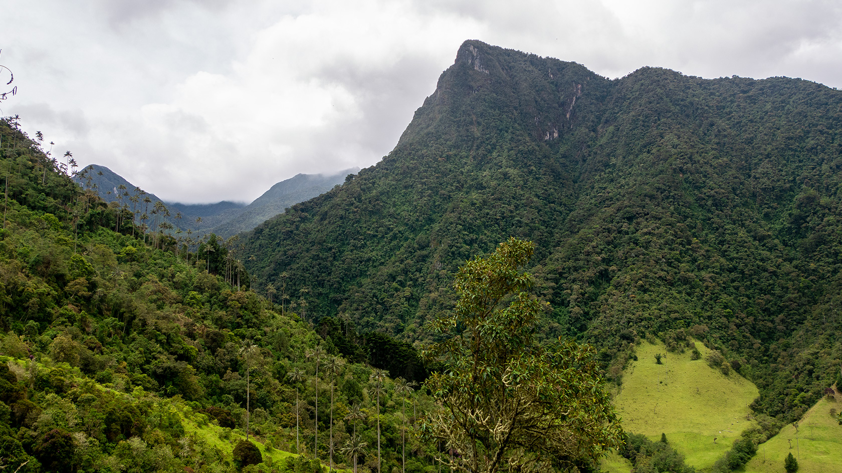 Vallée de Cocora avec vue sur le Cerro Morrogacho, Colombie
