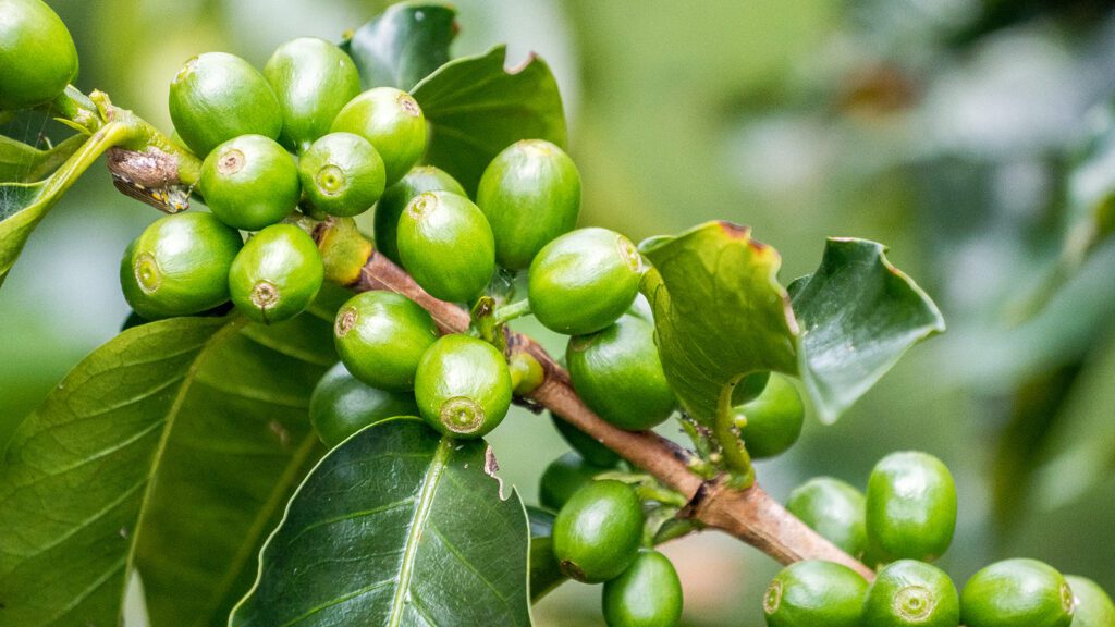  2026 Pourquoi Le Caf Colombien Est il Le Meilleur Au Monde 