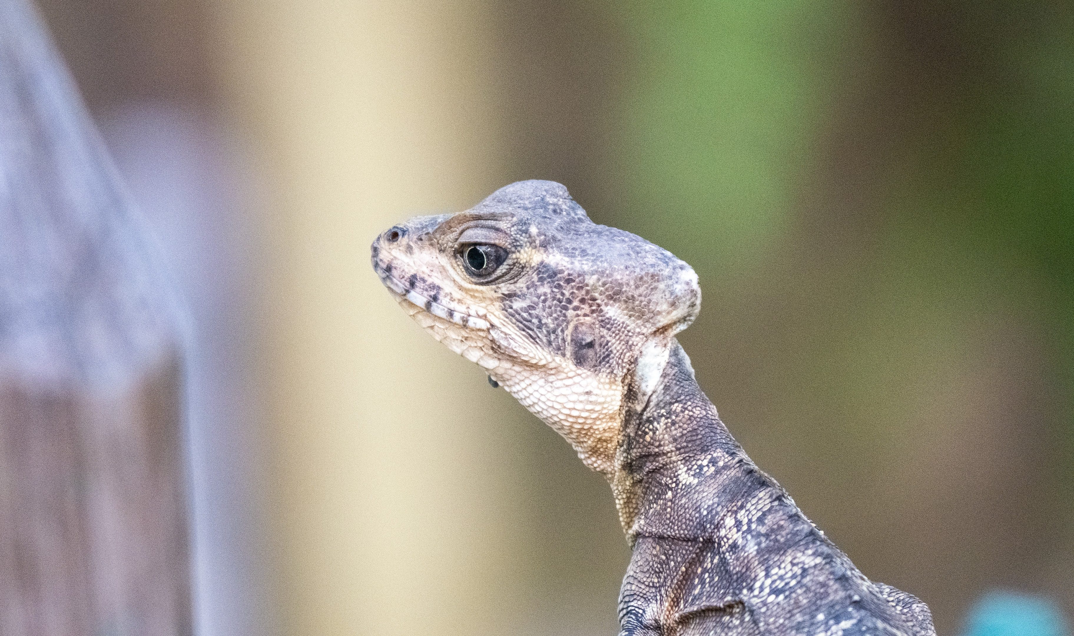 Basilic ou Lézard Jésus-Christ, Choco, Colombie