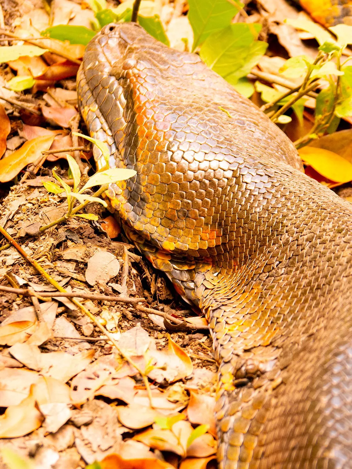 Anaconda, Llanos du Casanare, Colombie