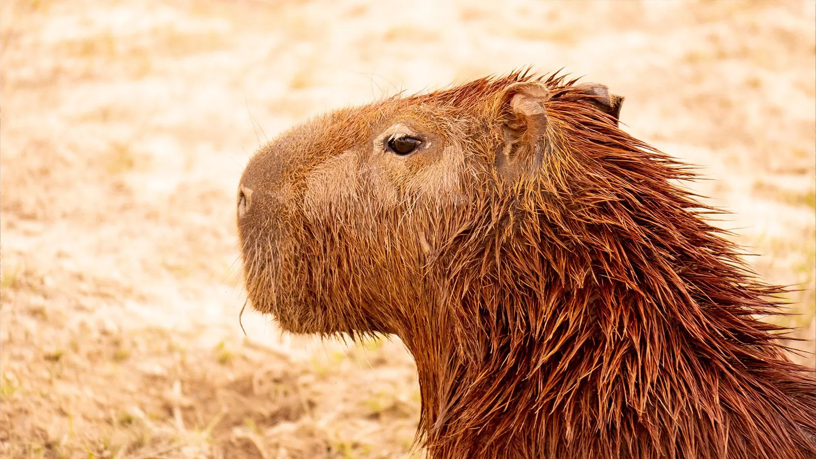 Capybara, Llanos du Casanare, Colombie