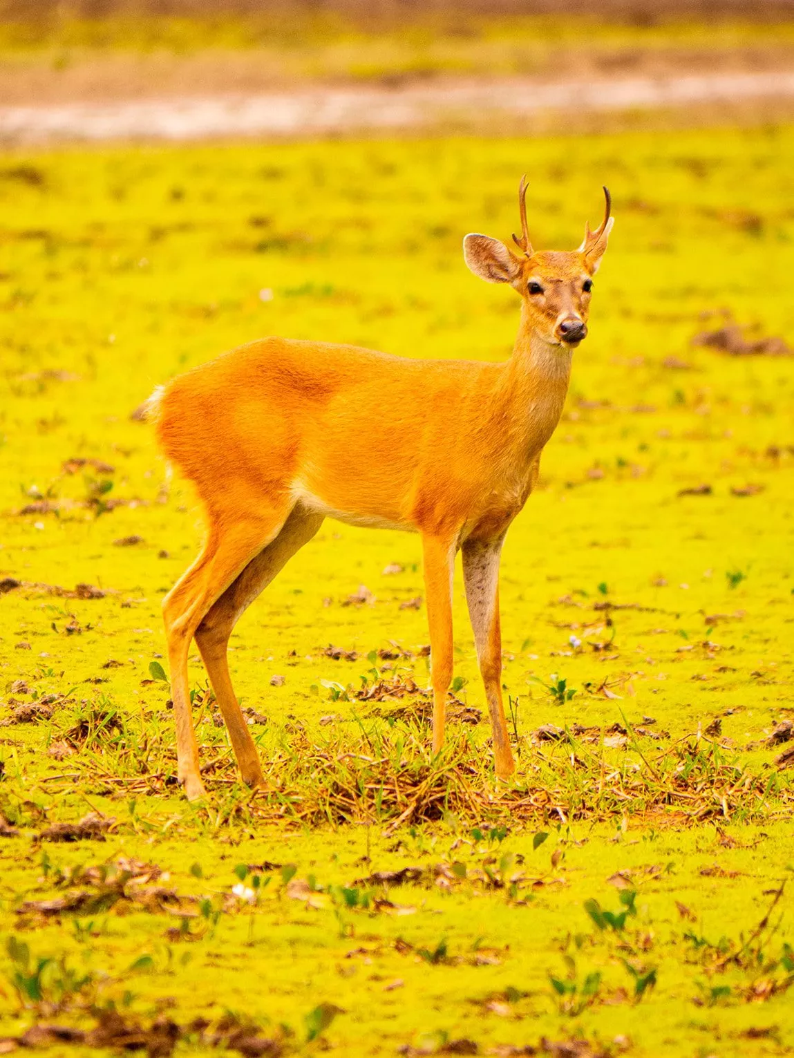 Cerf de Virginie, Llanos du Casanare, Colombie