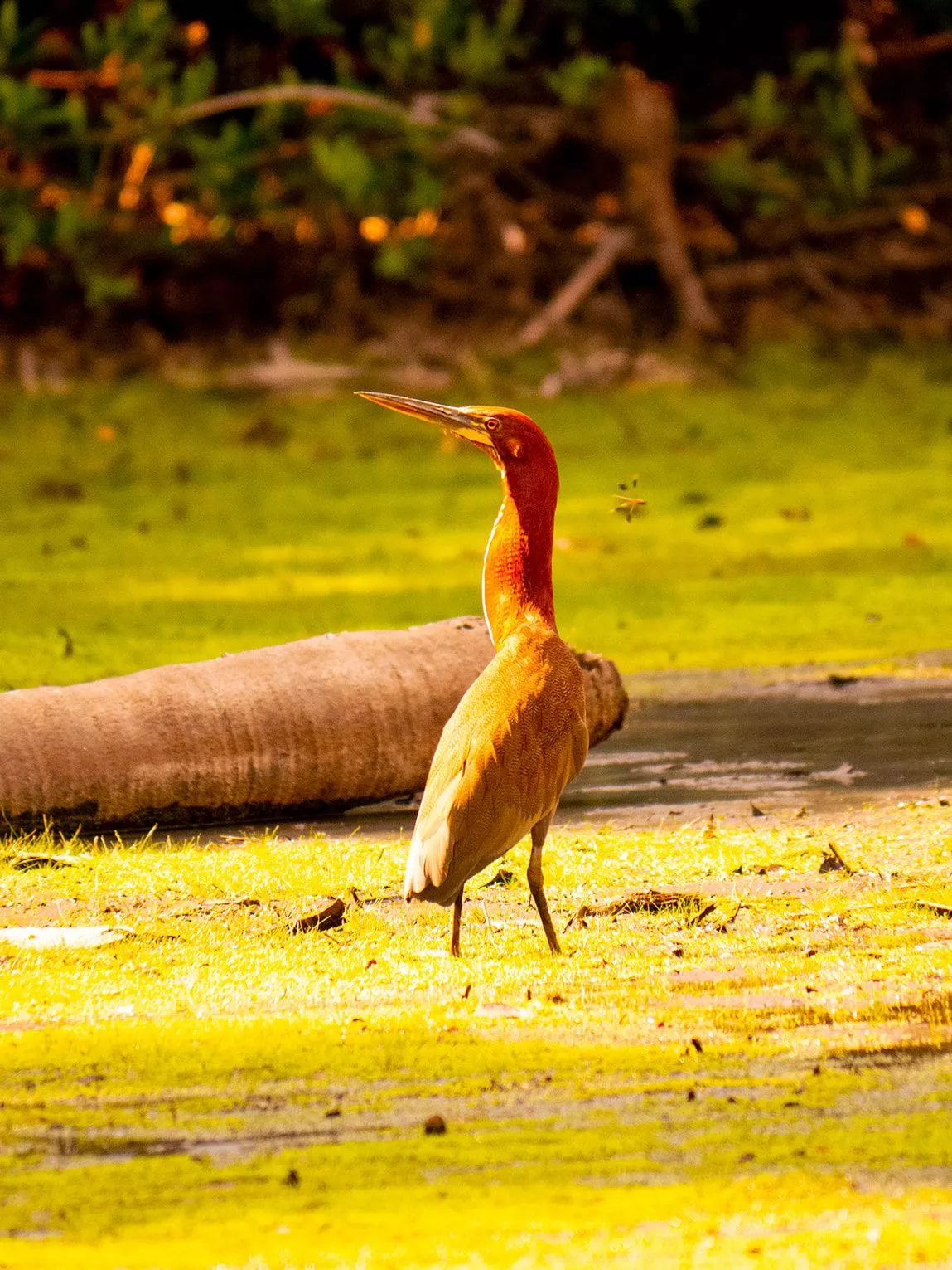 Onoré rayé, Llanos du Casanare, Colombie