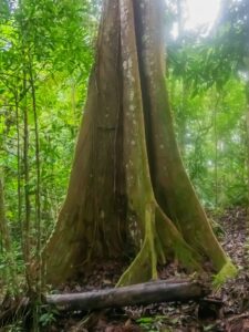 Arbre, région de Bahia Solano (Choco Pacifique), Colombie