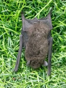 Chauve-souris morte :(, région de Bahia Solano (Choco Pacifique), Colombie