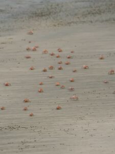 Crabes, région de Bahia Solano (Choco Pacifique), Colombie
