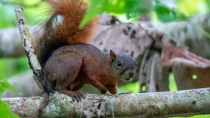 Écureuil latino, région de Bahia Solano (Choco Pacifique), Colombie