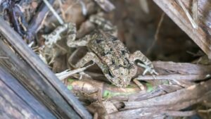 Crapeaud de la famille Rhinella, région de Bahia Solano (Choco Pacifique), Colombie
