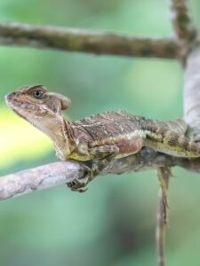 Lézard Jésus Christ aussi appelé Basilic (Basiliscus), région de Bahia Solano (Choco Pacifique), Colombie