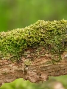 Macro sur de la mousse sur un arbre, région de Bahia Solano (Choco Pacifique), Colombie