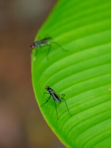 Nos amis les moustiques tropicaux, région de Bahia Solano (Choco Pacifique), Colombie