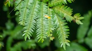 Plante de la jungle, région de Bahia Solano (Choco Pacifique), Colombie