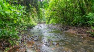 Rivière dans la jungle, région de Bahia Solano (Choco Pacifique), Colombie