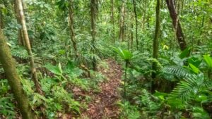 Sentier dans la réserve naturelle Jardin Botanico del Pacifico, région de Bahia Solano (Choco Pacifique), Colombie