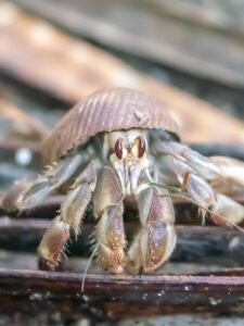 Bernard-l'ermite, région de Bahia Solano, Choco Pacifique, Colombie