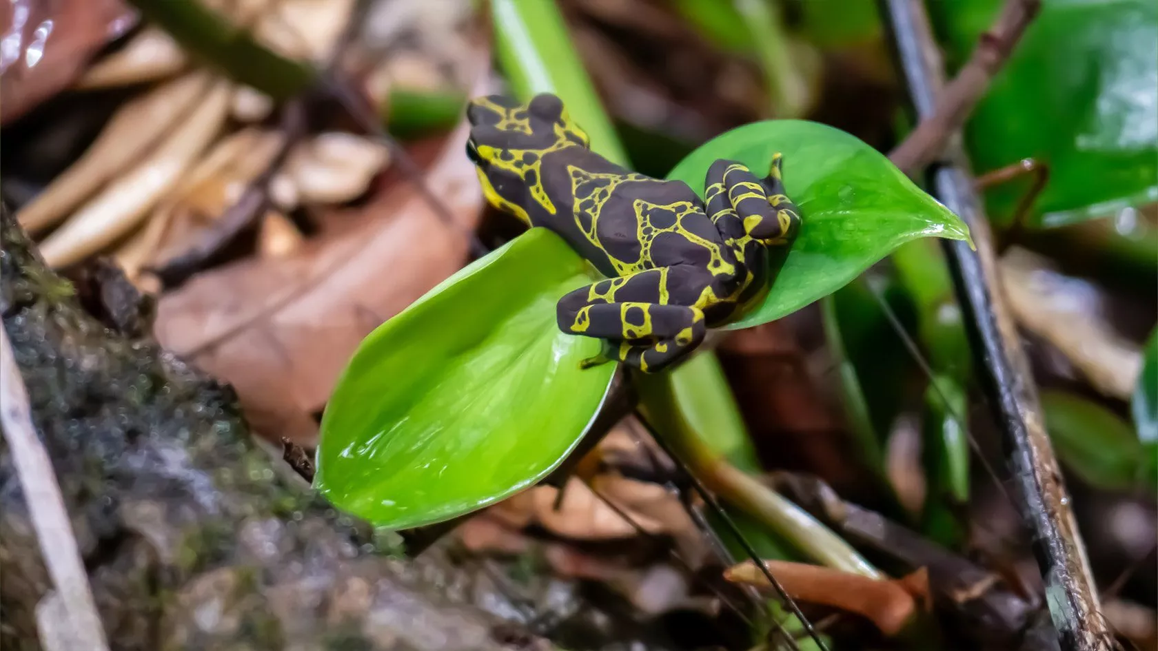 Grenouille Atelopus spurrelli, région d'El Valle (Choco Pacifique), Colombie