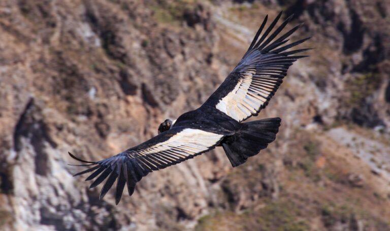 [2026] Andean condor: king of the South American skies | Nature | Visit ...