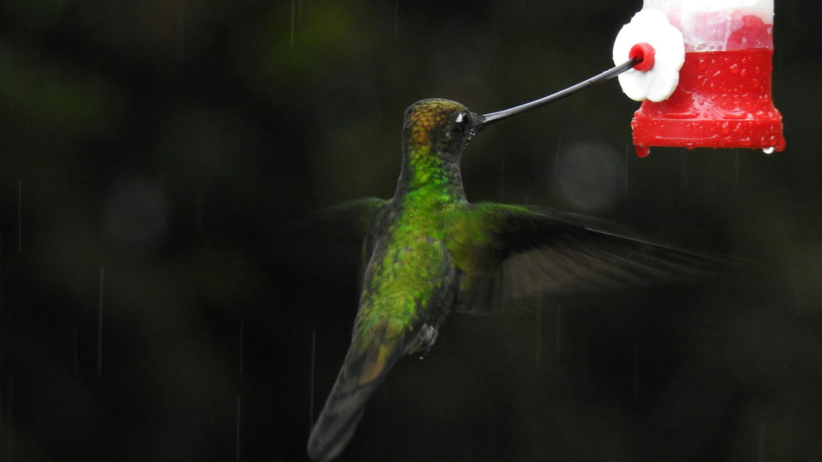 [2026] Hummingbirds in Colombia: little winged acrobats | Nature ...