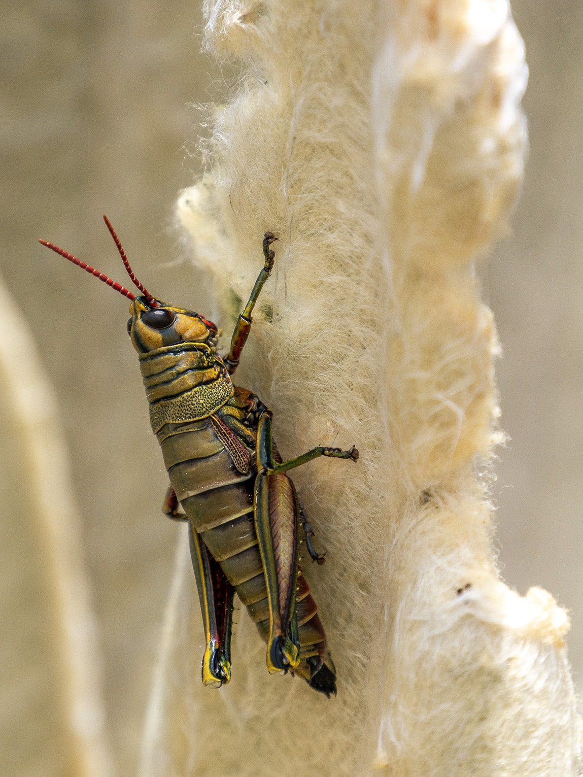 Sauterelle, Parc National Chingaza, Colombie