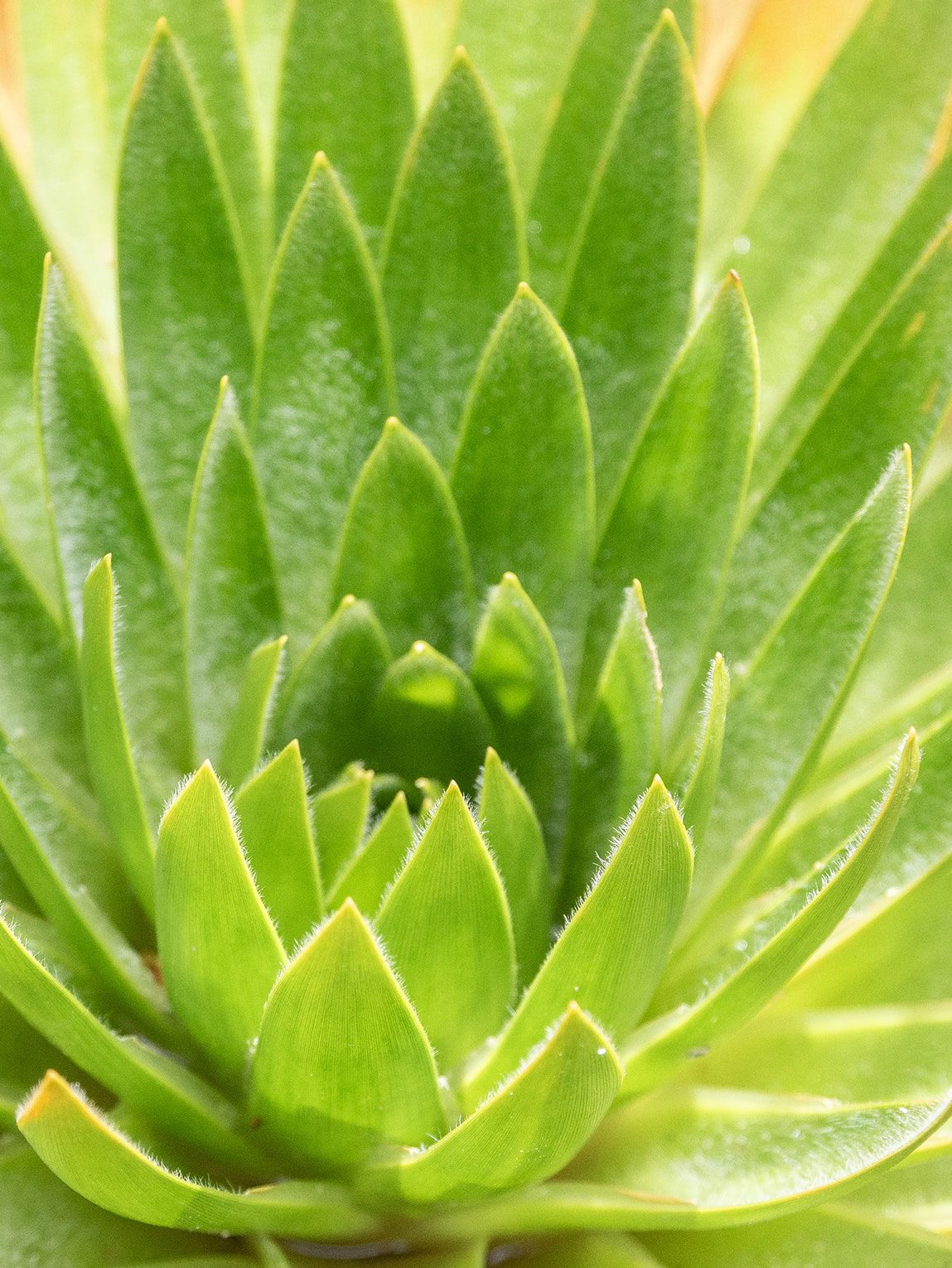Parc National Chingaza, Andes de Colombie