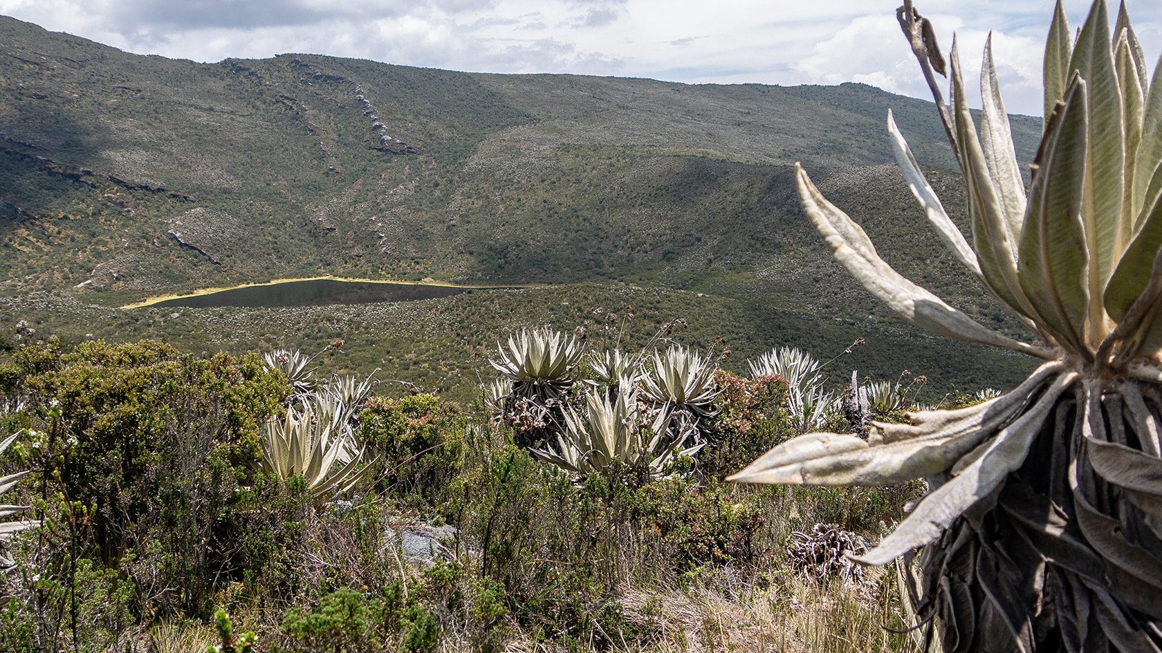 Parc National Chingaza, Andes de Colombie