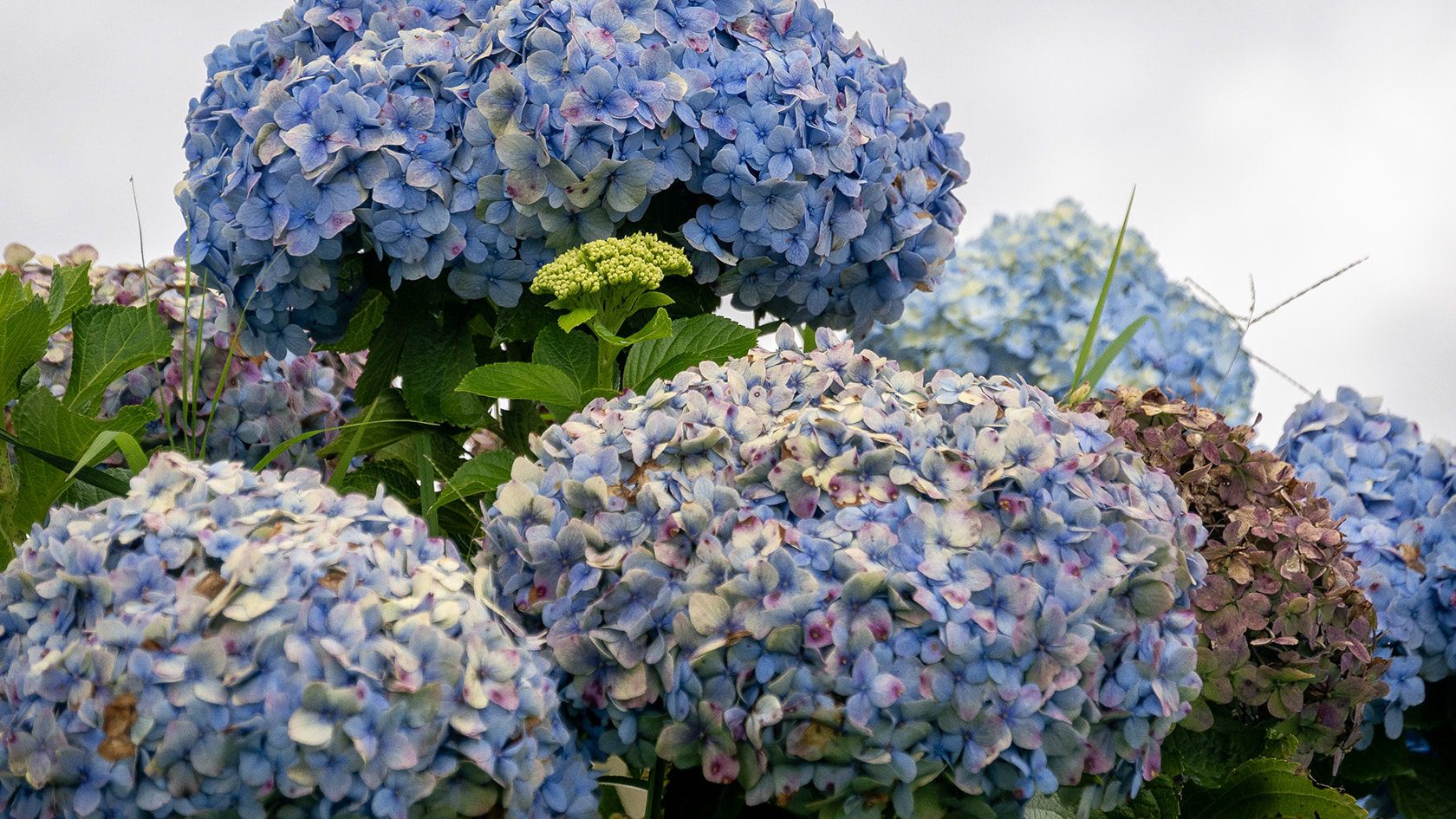 Fleurs, Filandia, Colombie