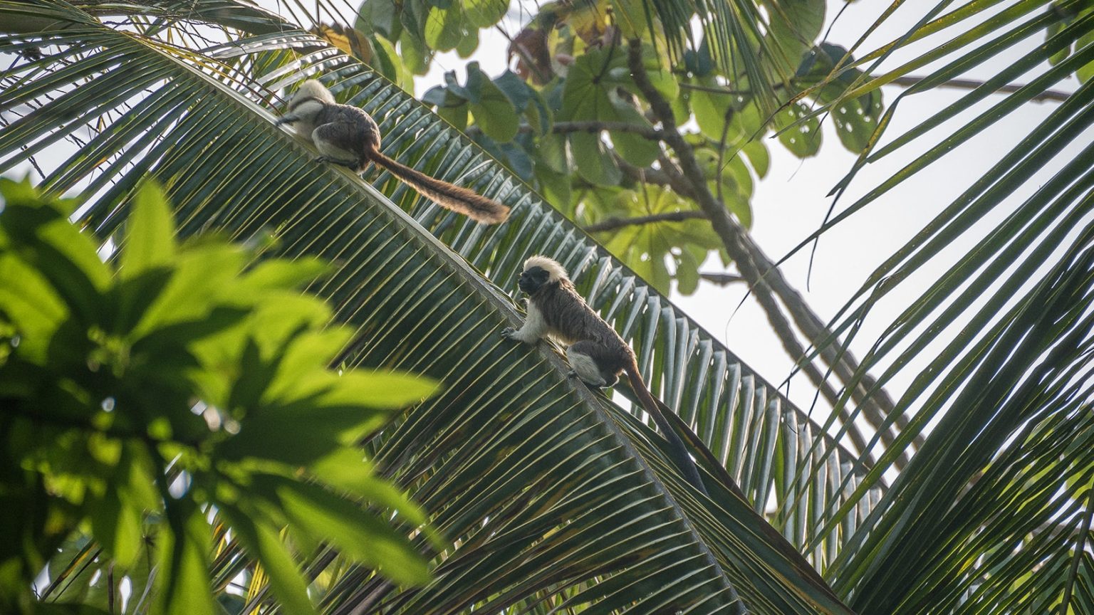 [2026] Observación de monos en Colombia: ¡casi 40 especies te esperan ...