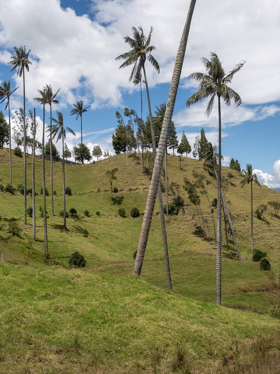 Palmiers de cire, vallée de la Samaria (Caldas), Colombie
