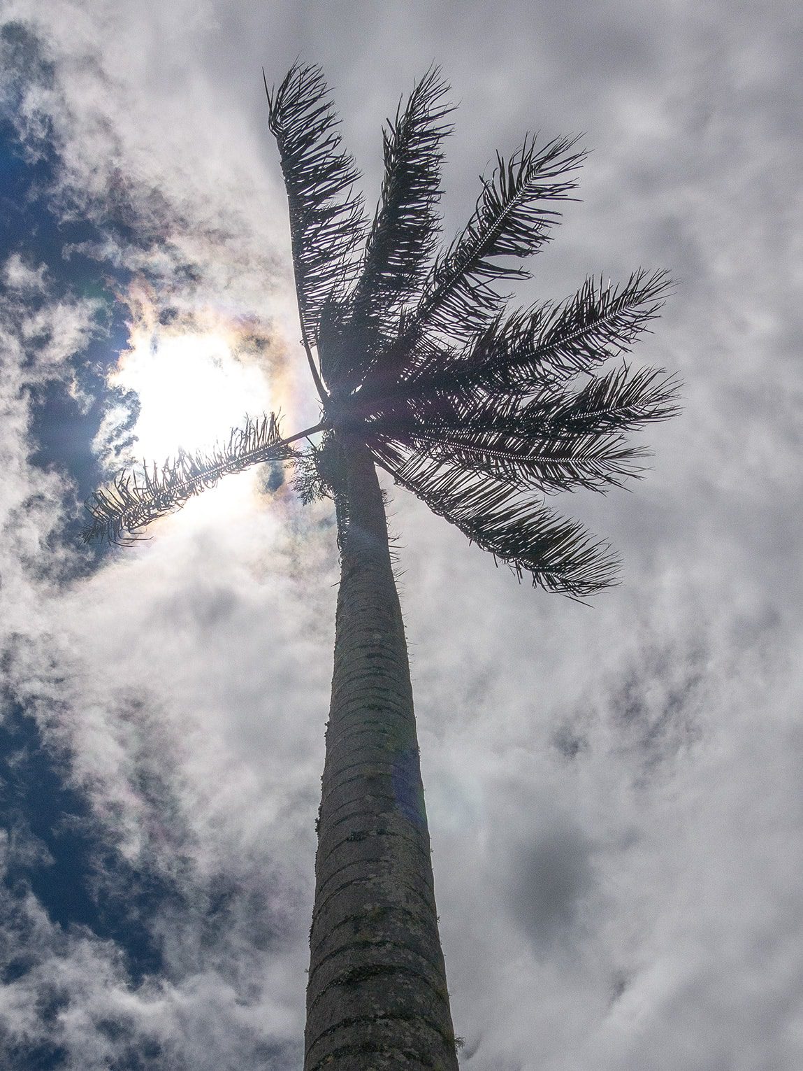 Palmier sous le soleil, vallée de la Samaria (Caldas), Colombie