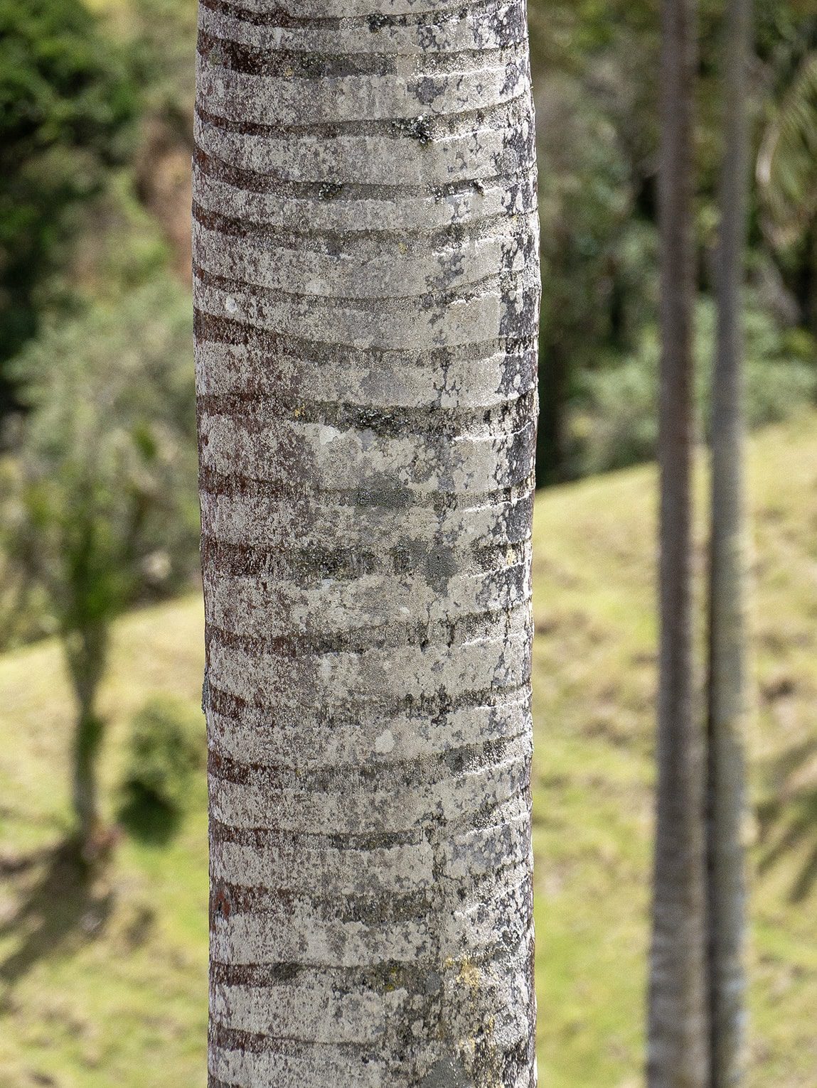 Tronc de palmier de cire, vallée de la Samaria (Caldas), Colombie