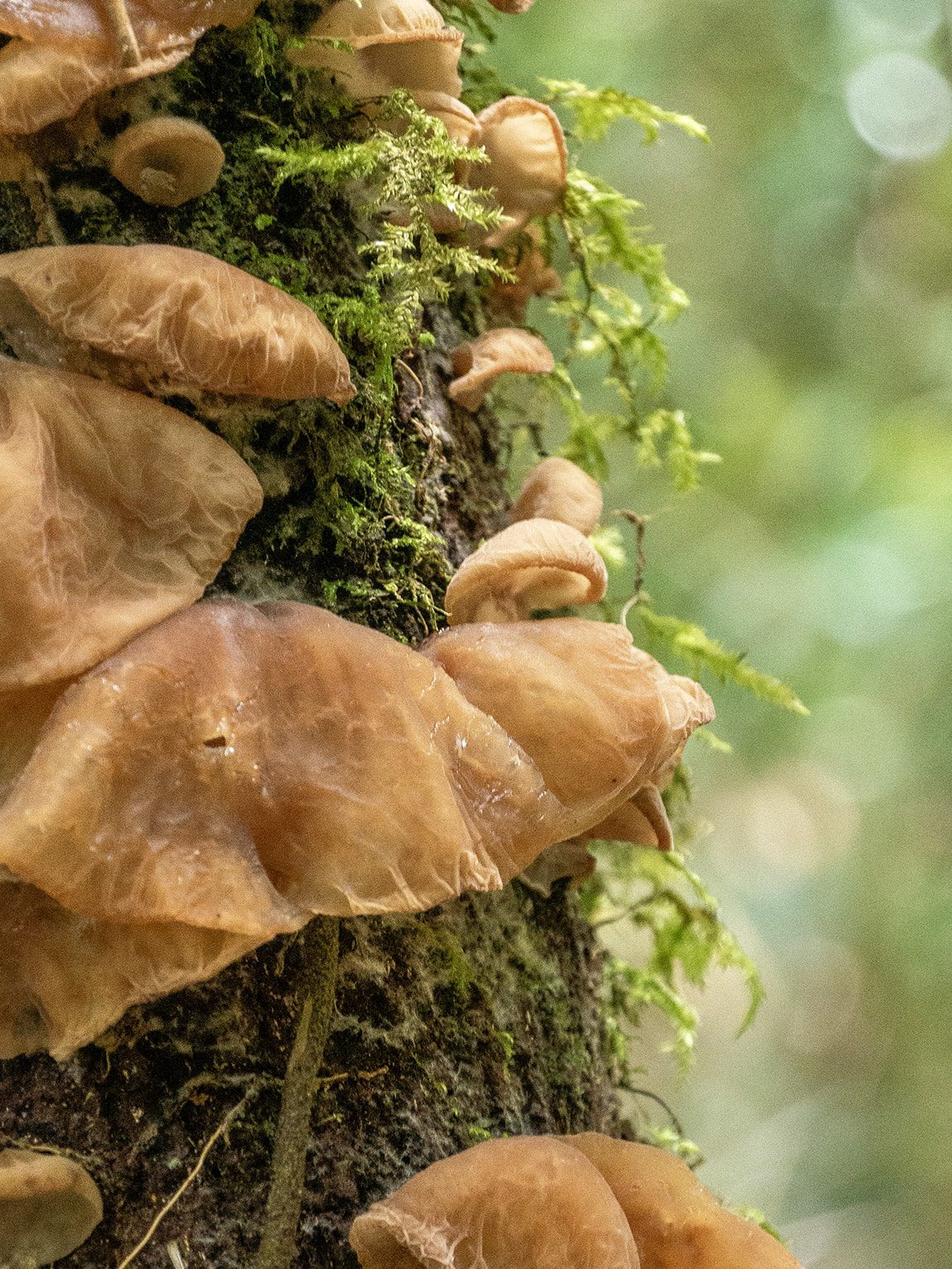 Champignons sur un tronc, vallée de la Samaria (Caldas), Colombie