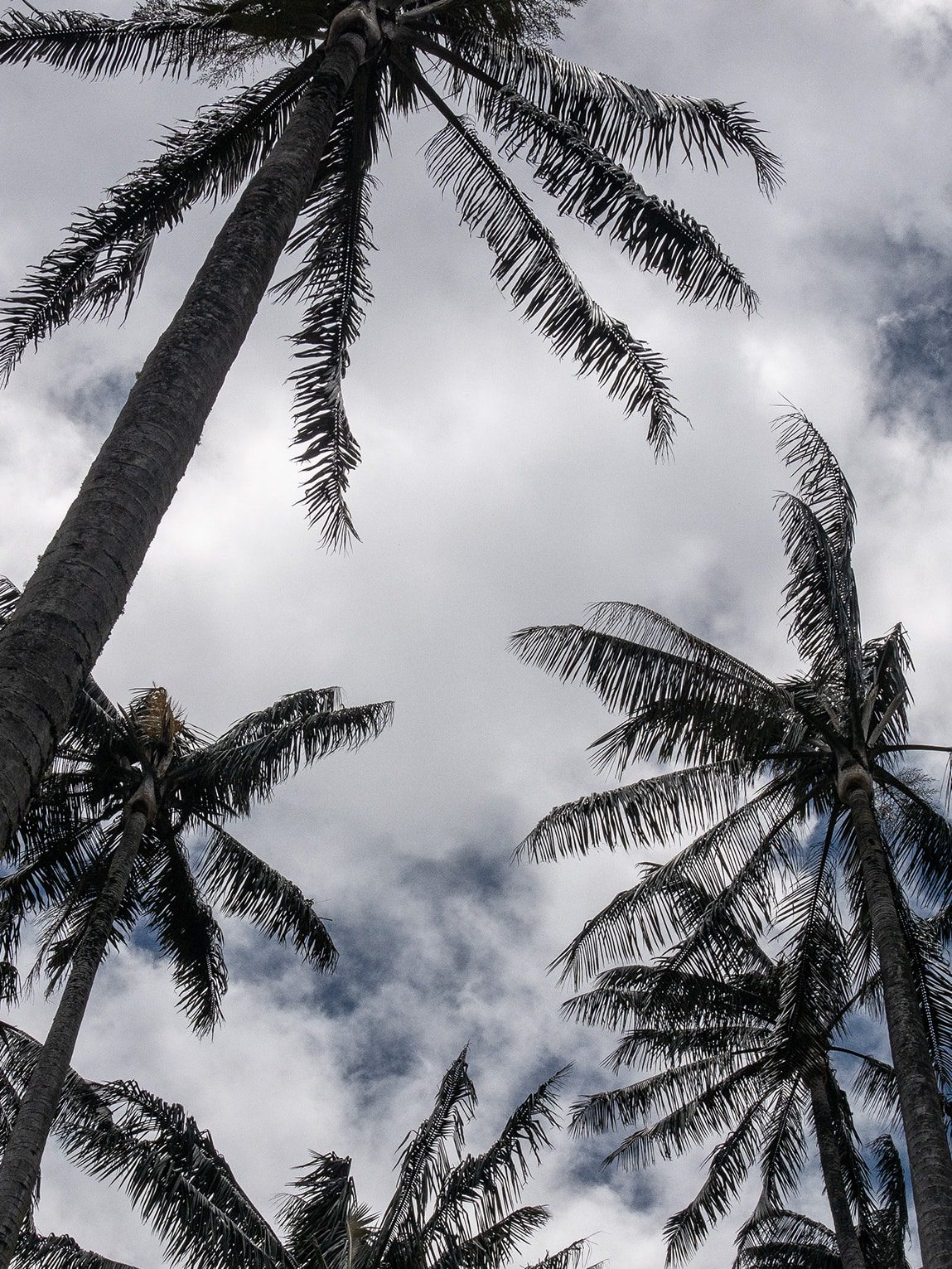 Palmiers, vallée de la Samaria (Caldas), Colombie