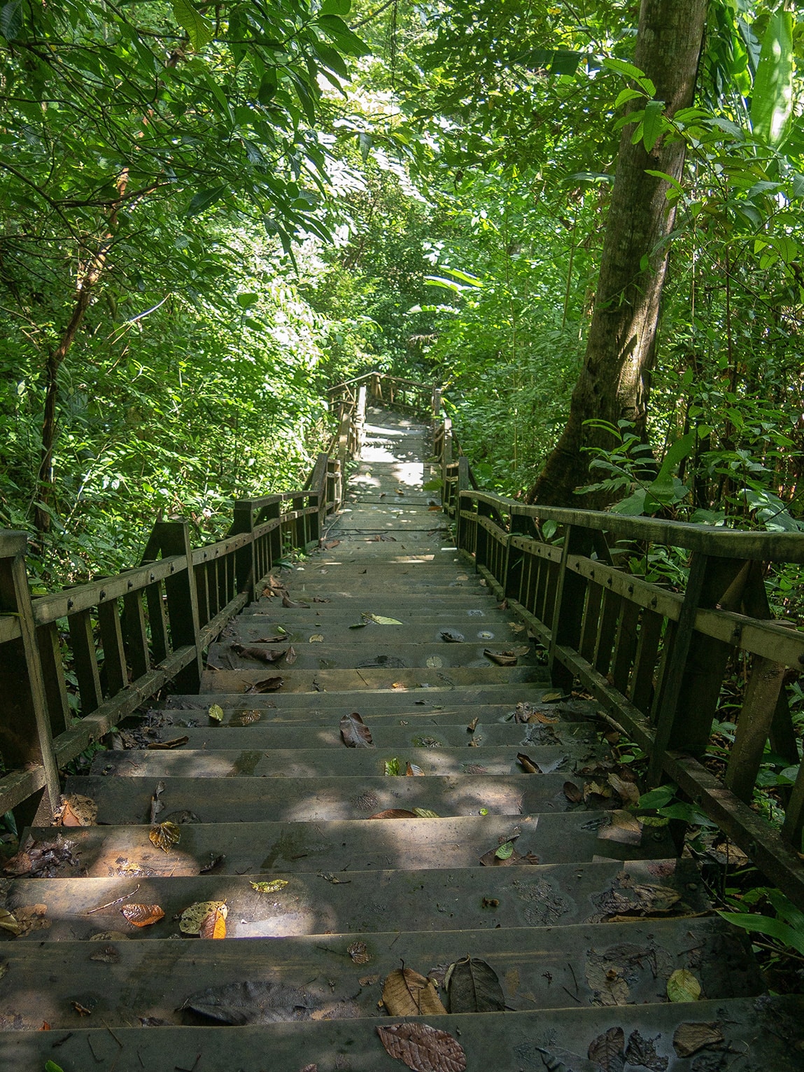Escaliers dans la jungle vers la Mirador de Capurgana, près de Sapzurro, Colombie