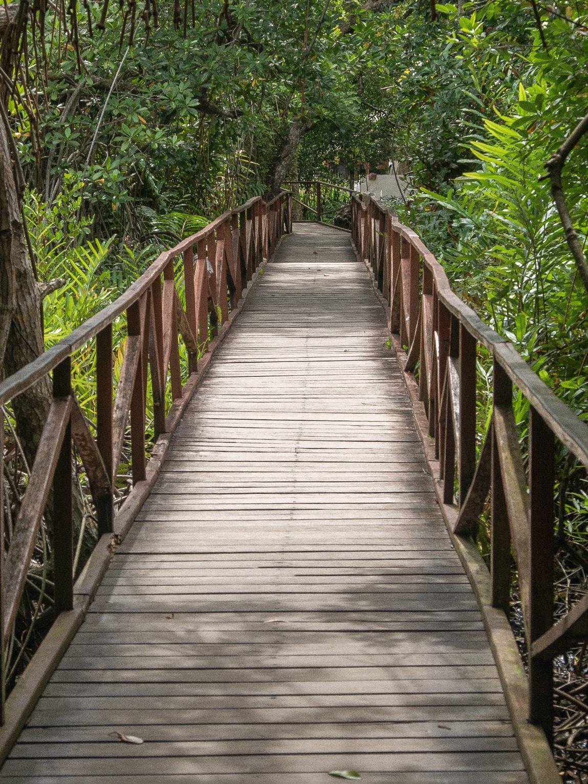 Ponton traversant la mangrove à Playa Soledad, Sapzurro (Choco caribéen), Colombie