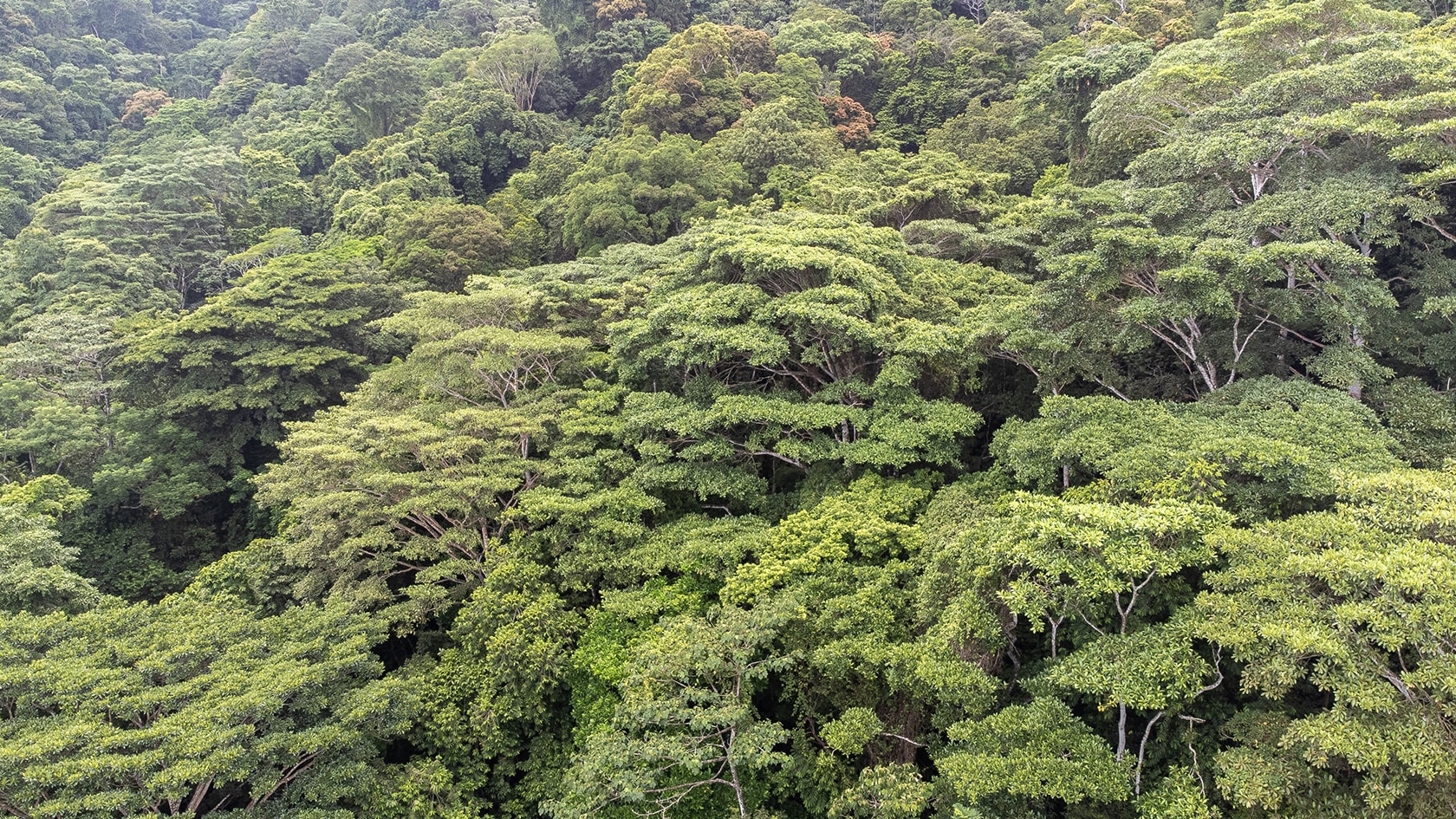 Arbres de la jungle, Sapzurro (Choco caribéen), Colombie