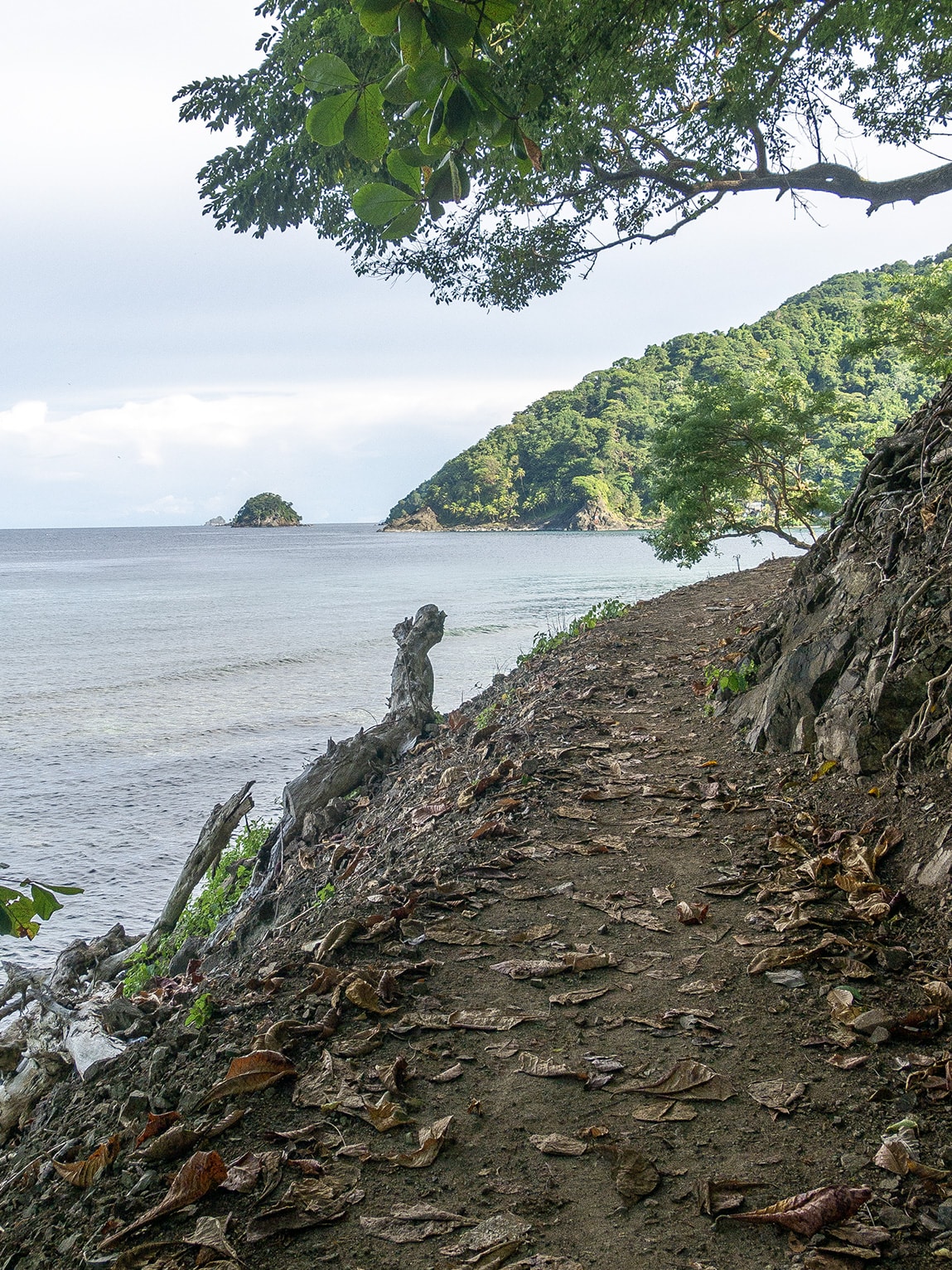 Sentier vers Cabo Tiburon, Sapzurro (Choco caribéen), Colombie