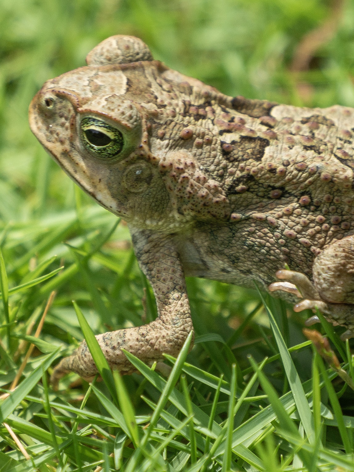 Crapaud, Sapzurro (Choco caribéen), Colombie
