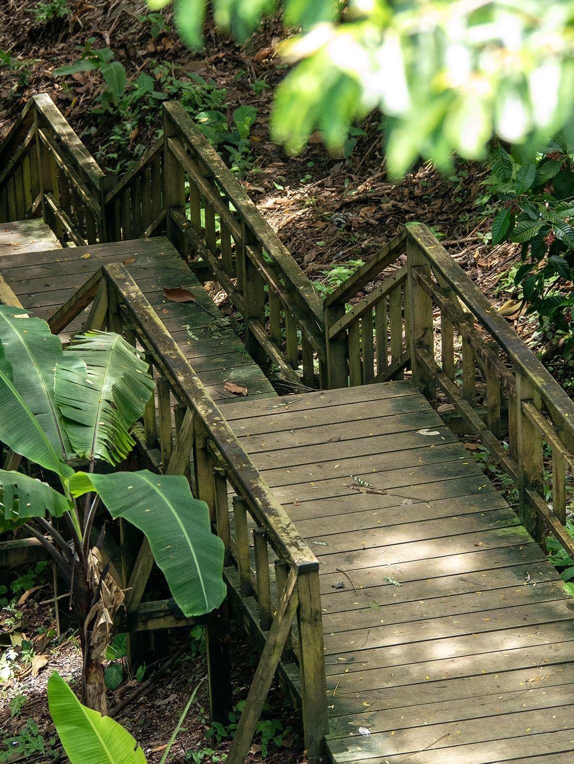 Pontons en bois dans la jungle vers le mirador de Capurgana, Sapzurro (Choco caribéen), Colombie